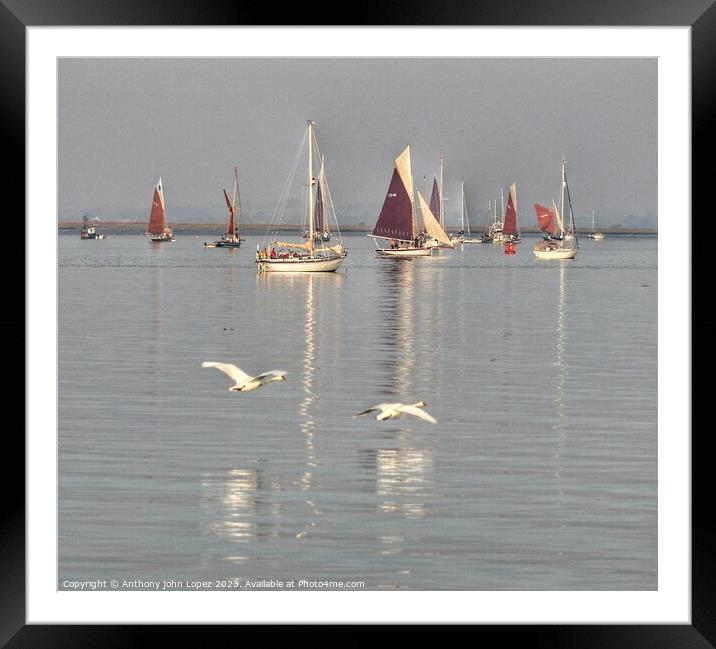 Barge racing over the Brightlingsea Creek in essex Framed Mounted Print by Tony lopez