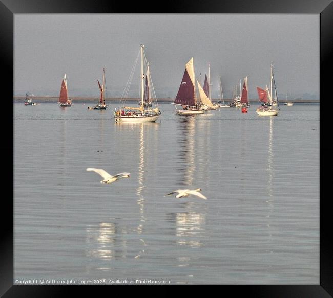 Barge racing over the Brightlingsea Creek in essex Framed Print by Tony lopez