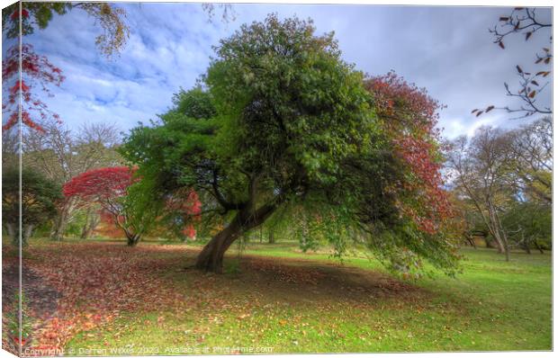 Japanese Acer Tree - Wales  Canvas Print by Darren Wilkes