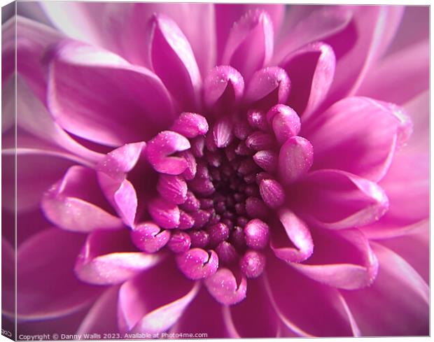 Pretty in Pink  Canvas Print by Danny Wallis