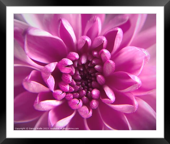 Pretty in Pink  Framed Mounted Print by Danny Wallis
