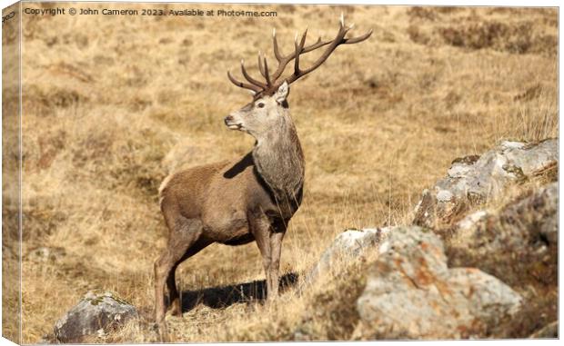 Wild Stag in the Scottish Highlands. Canvas Print by John Cameron