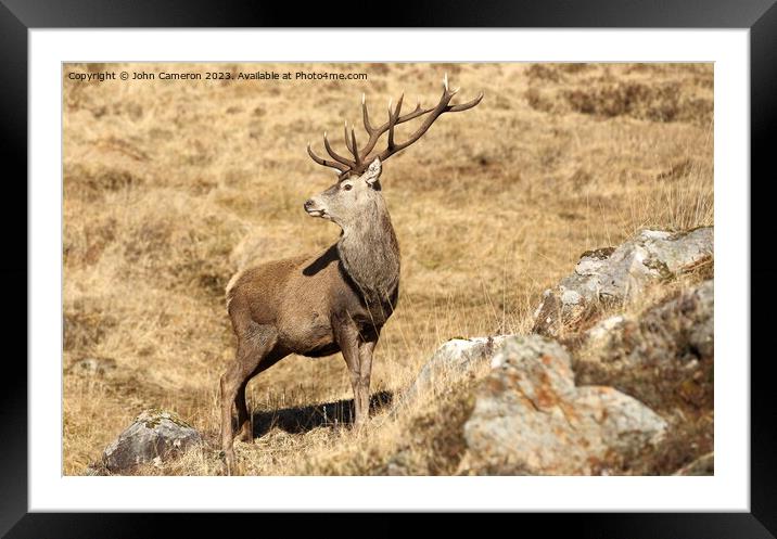 Wild Stag in the Scottish Highlands. Framed Mounted Print by John Cameron