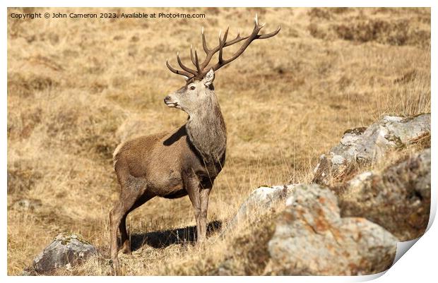 Wild Stag in the Scottish Highlands. Print by John Cameron