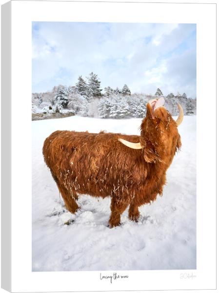 Loving the snow. A Highland Coo in the snow  with white border and text Canvas Print by JC studios LRPS ARPS