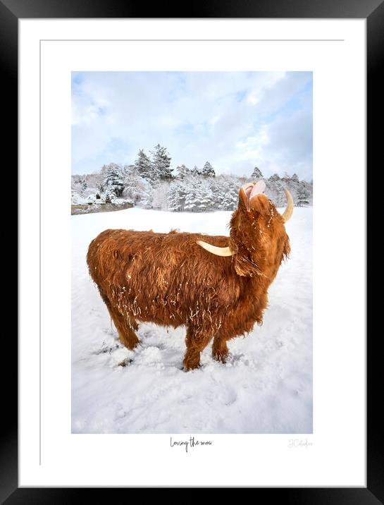 Loving the snow. A Highland Coo in the snow  with white border and text Framed Mounted Print by JC studios LRPS ARPS