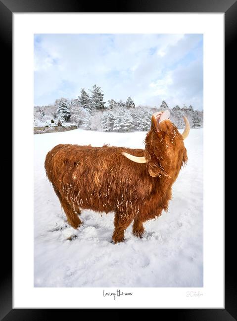 Loving the snow. A Highland Coo in the snow  with white border and text Framed Print by JC studios LRPS ARPS