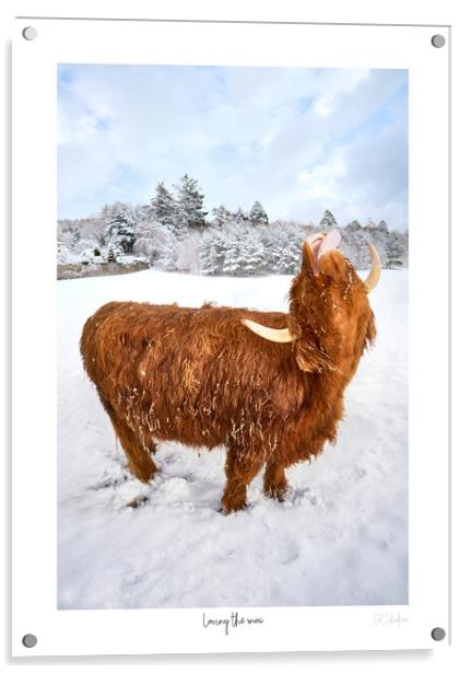 Loving the snow. A Highland Coo in the snow  with white border and text Acrylic by JC studios LRPS ARPS