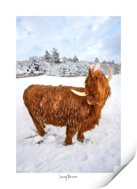 Loving the snow. A Highland Coo in the snow  with white border and text Print by JC studios LRPS ARPS