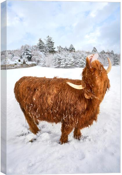 Highland cow enjoying the snow Canvas Print by JC studios LRPS ARPS