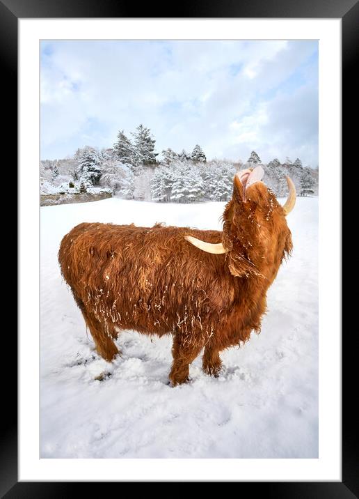 Highland cow enjoying the snow Framed Mounted Print by JC studios LRPS ARPS