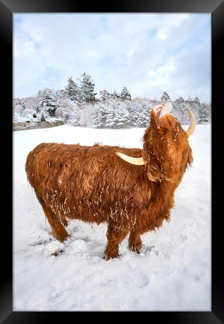 Highland cow enjoying the snow Framed Print by JC studios LRPS ARPS