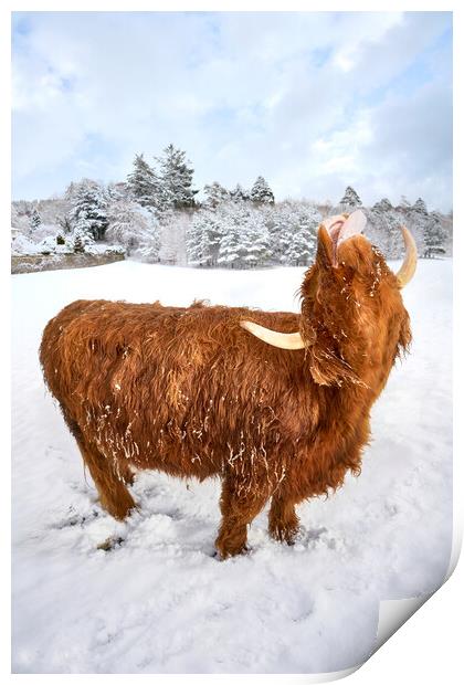Highland cow enjoying the snow Print by JC studios LRPS ARPS