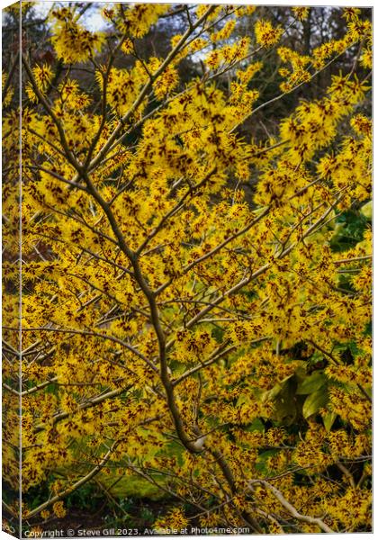 Branches Full of Witch Hazel Yellow and Red Ribbon-like Petals. Canvas Print by Steve Gill