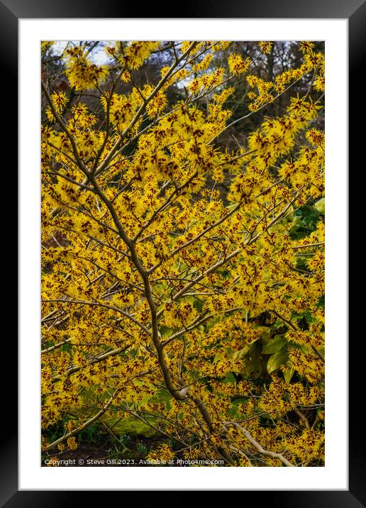 Branches Full of Witch Hazel Yellow and Red Ribbon-like Petals. Framed Mounted Print by Steve Gill