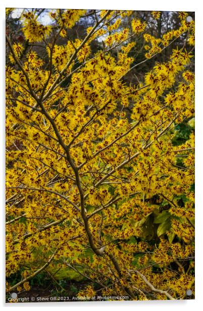 Branches Full of Witch Hazel Yellow and Red Ribbon-like Petals. Acrylic by Steve Gill