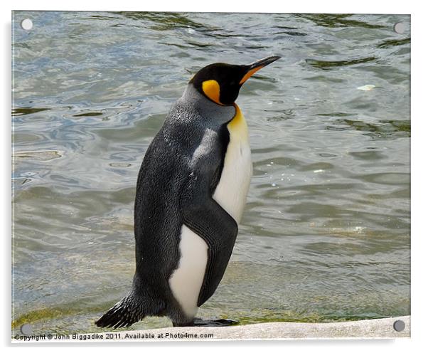 King Penguin Acrylic by John Biggadike