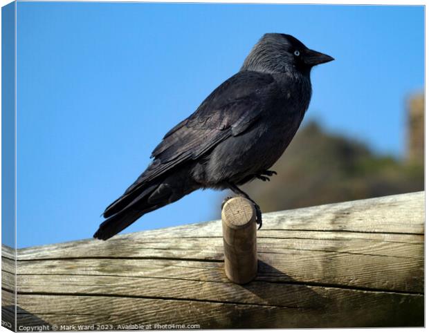 Jackdaw on an exercise bench. Canvas Print by Mark Ward