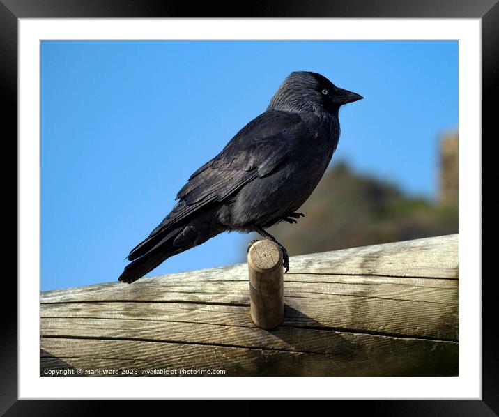 Jackdaw on an exercise bench. Framed Mounted Print by Mark Ward