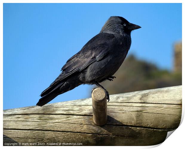 Jackdaw on an exercise bench. Print by Mark Ward