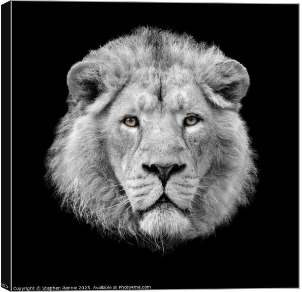 Lion looking at the camera Canvas Print by Stephen Rennie