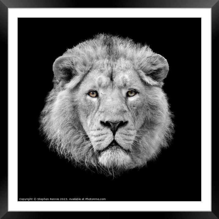 Lion looking at the camera Framed Mounted Print by Stephen Rennie