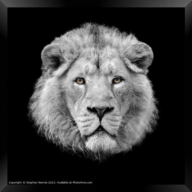 Lion looking at the camera Framed Print by Stephen Rennie