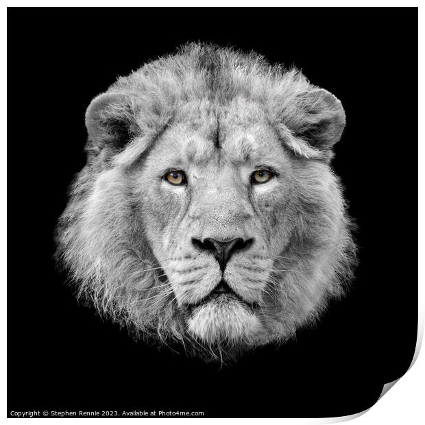 Lion looking at the camera Print by Stephen Rennie