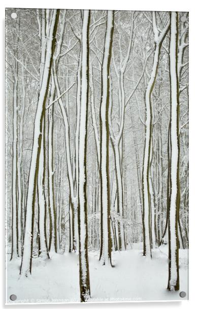 winter tree trunks  Acrylic by Simon Johnson