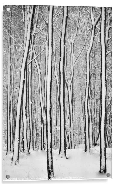 woodland Patterns  Acrylic by Simon Johnson