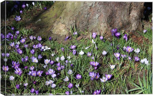 Crocuses Canvas Print by Andrew Bell