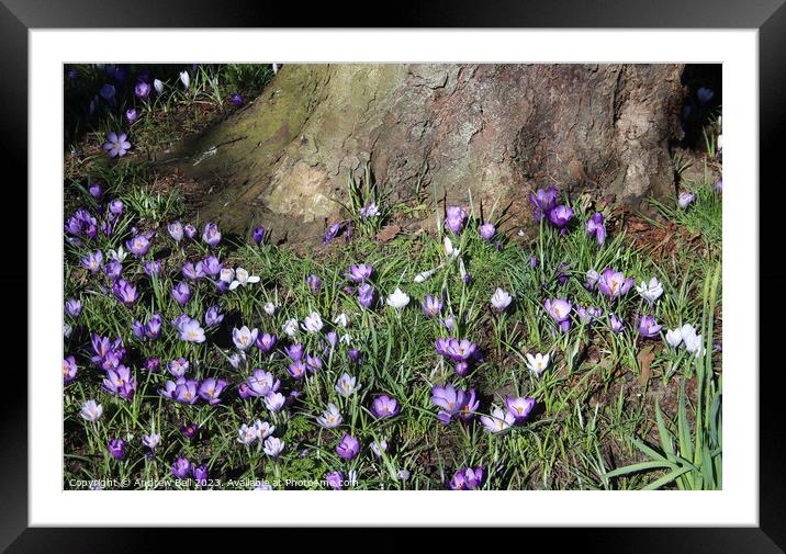 Crocuses Framed Mounted Print by Andrew Bell