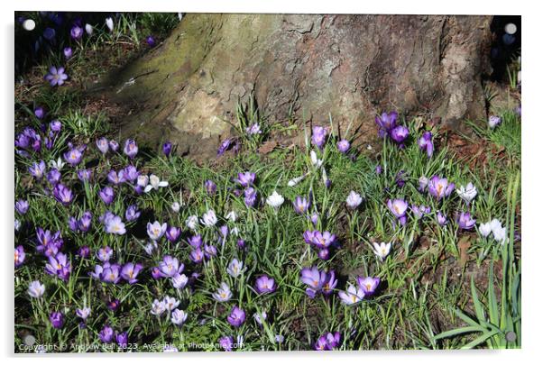 Crocuses Acrylic by Andrew Bell