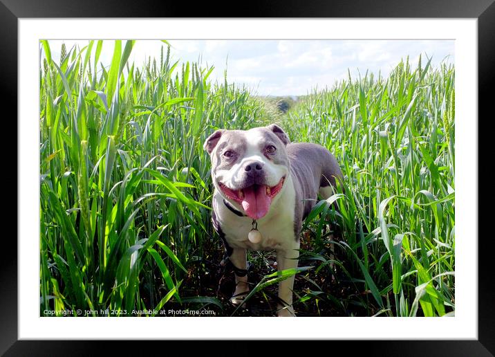 Dog in Cornfield. Framed Mounted Print by john hill