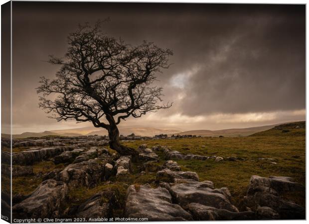 The Resilient Tree Canvas Print by Clive Ingram