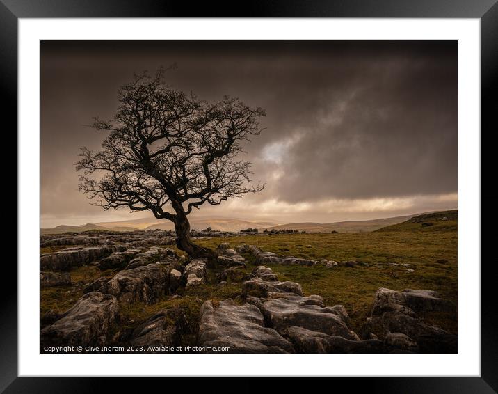 The Resilient Tree Framed Mounted Print by Clive Ingram