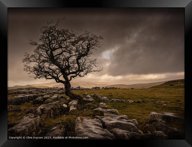 The Resilient Tree Framed Print by Clive Ingram