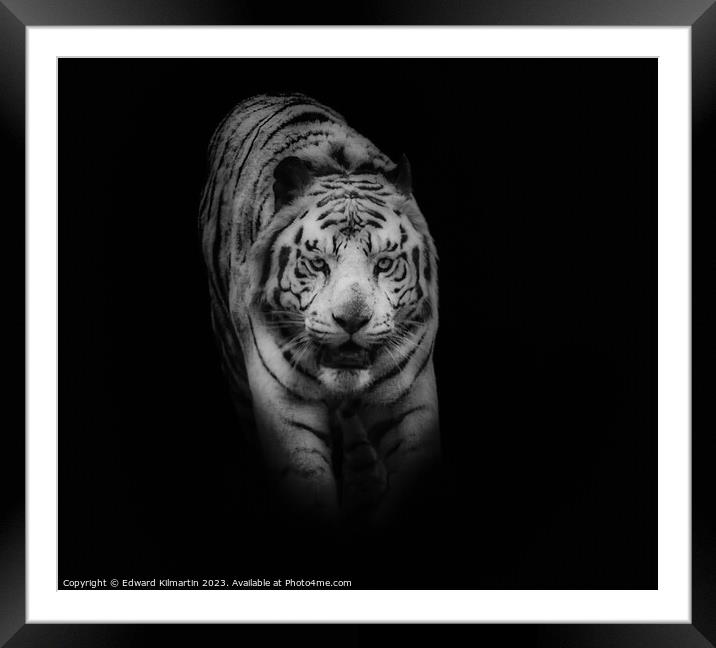 Tiger Framed Mounted Print by Edward Kilmartin