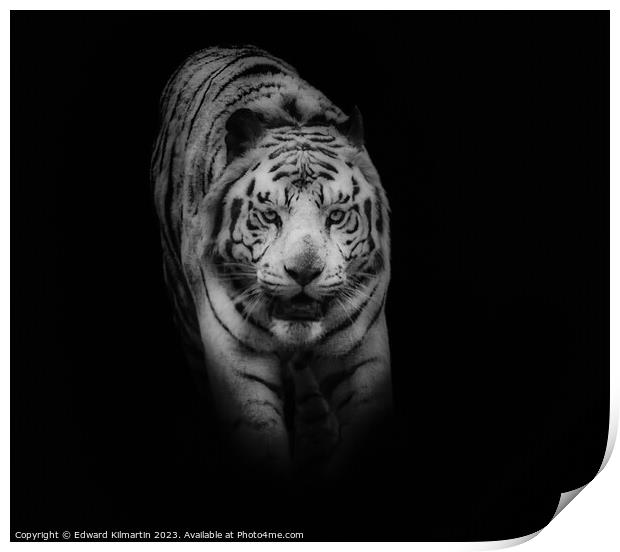 Tiger Print by Edward Kilmartin