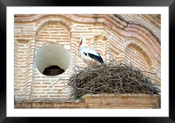 Nesting Stork  Framed Mounted Print by Alexandra Lavizzari
