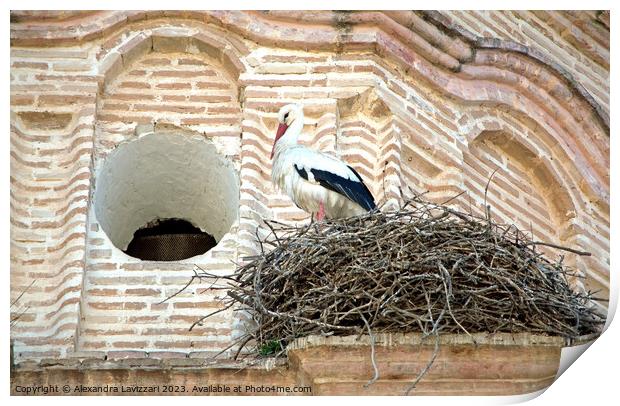Nesting Stork  Print by Alexandra Lavizzari