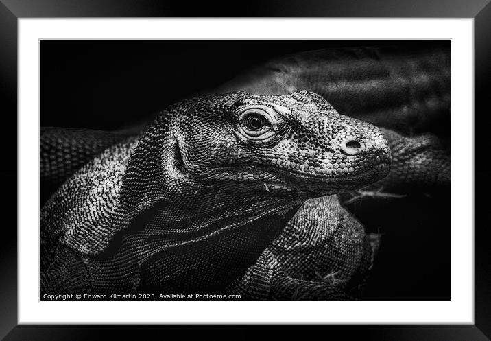 Komodo Dragon Framed Mounted Print by Edward Kilmartin