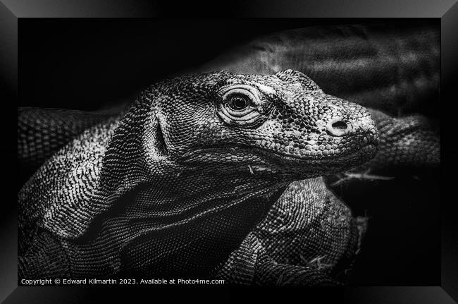 Komodo Dragon Framed Print by Edward Kilmartin