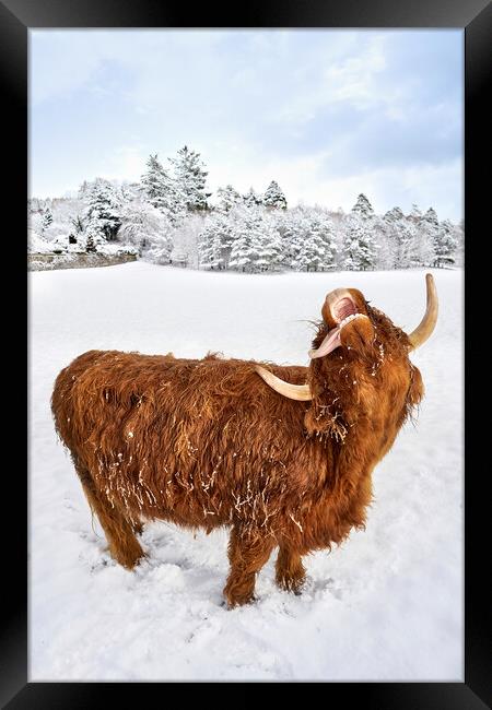 Highland Cow loving the snow image two of a set Framed Print by JC studios LRPS ARPS