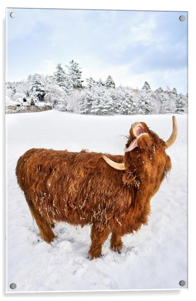 Highland Cow loving the snow image two of a set Acrylic by JC studios LRPS ARPS