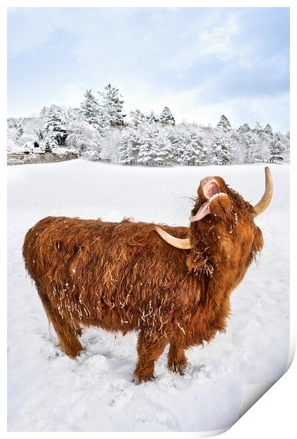 Highland Cow loving the snow image two of a set Print by JC studios LRPS ARPS