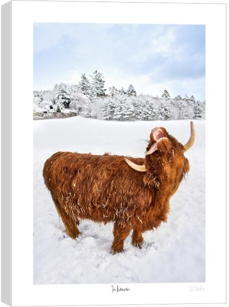 In heaven.  A highland cow catching snow flakes part of a set Canvas Print by JC studios LRPS ARPS