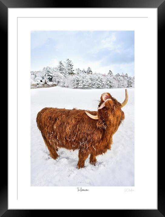 In heaven.  A highland cow catching snow flakes part of a set Framed Mounted Print by JC studios LRPS ARPS