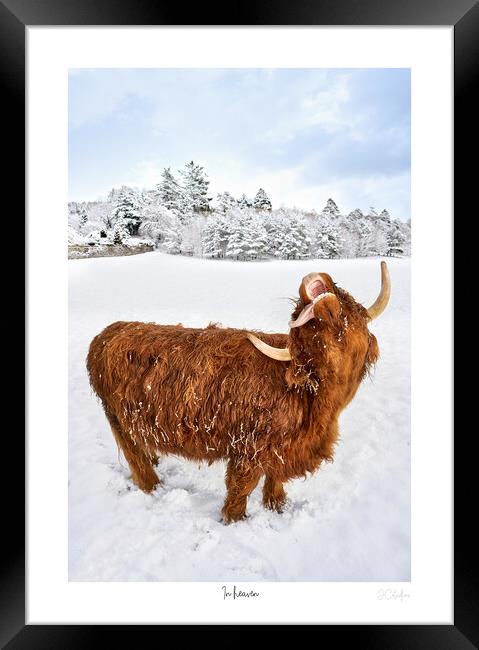In heaven.  A highland cow catching snow flakes part of a set Framed Print by JC studios LRPS ARPS