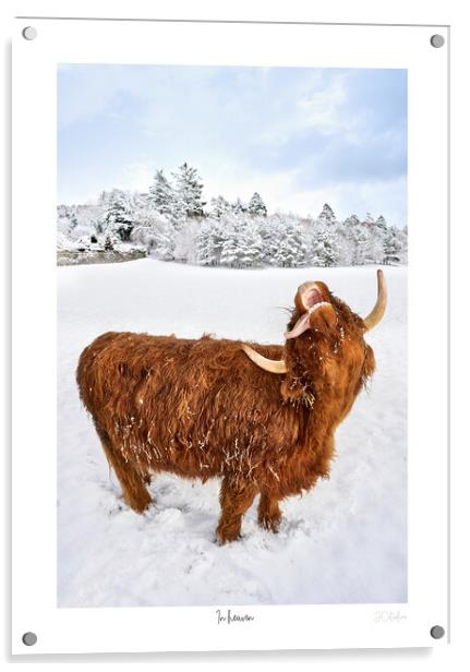 In heaven.  A highland cow catching snow flakes part of a set Acrylic by JC studios LRPS ARPS